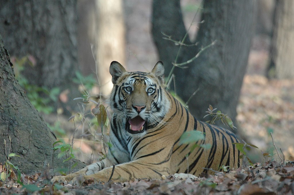 Top World Famous Wildlife Safari Destinations in India 2023
