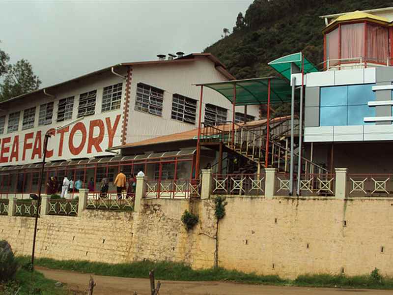 Tea factory