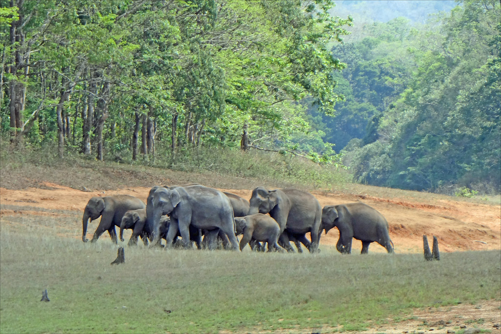 Thekkady Honeyoon Packages