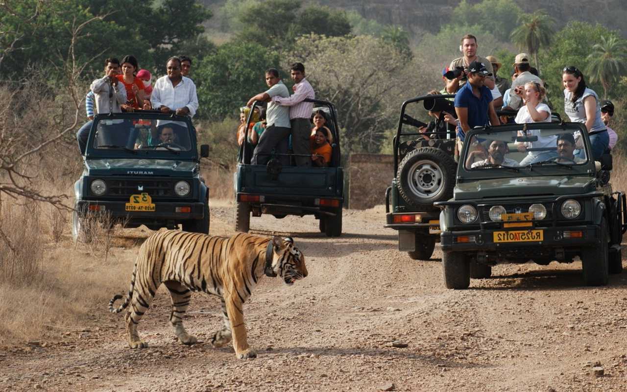 ranthambore-rajasthan